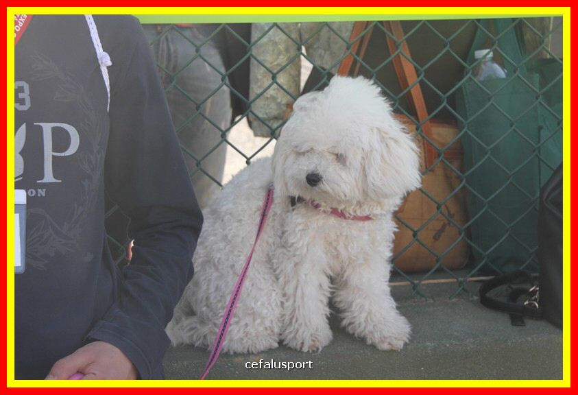 180311 mostra_canina 097.jpg